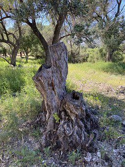 The Incredible Olive Harvest