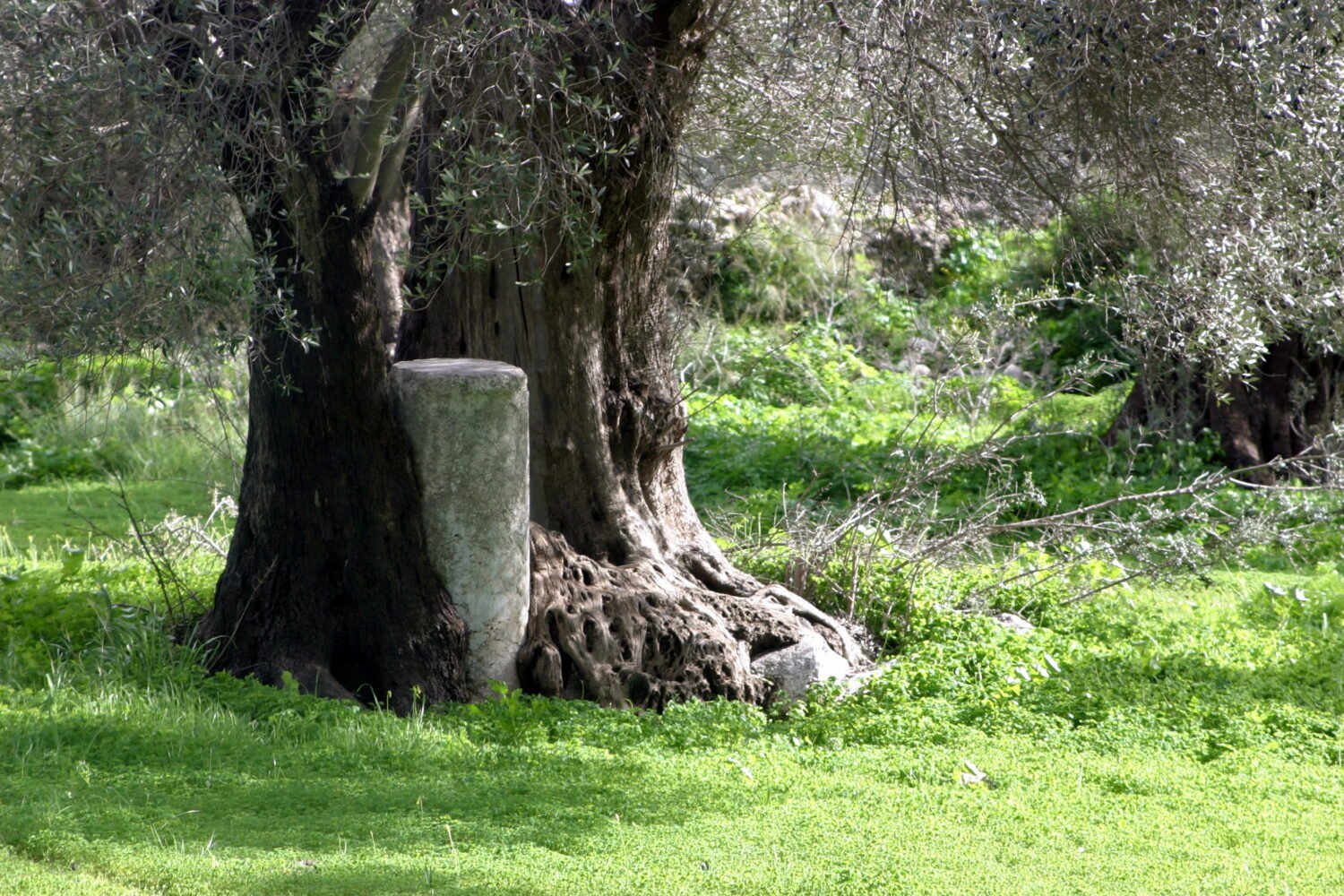 Ρωμαϊκός πυλώνας στην ελιά της Γόρτυνας