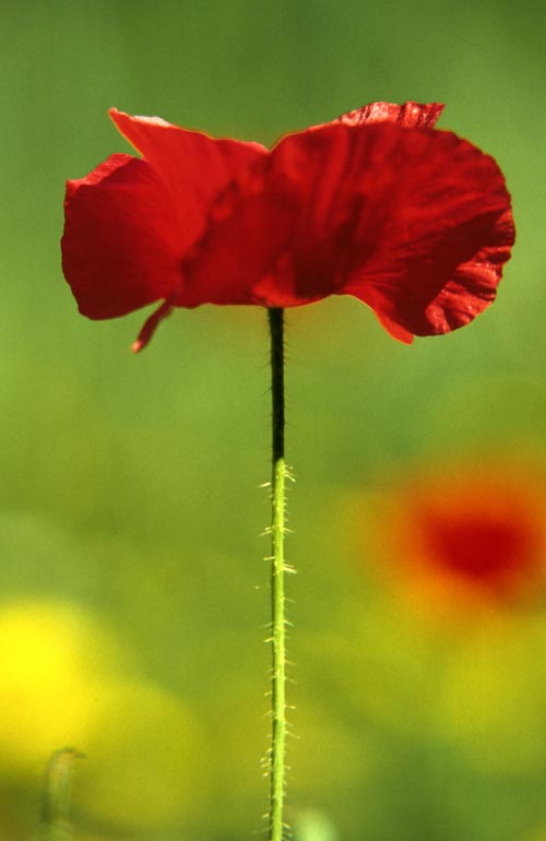 The Magnificent Cretan Poppy