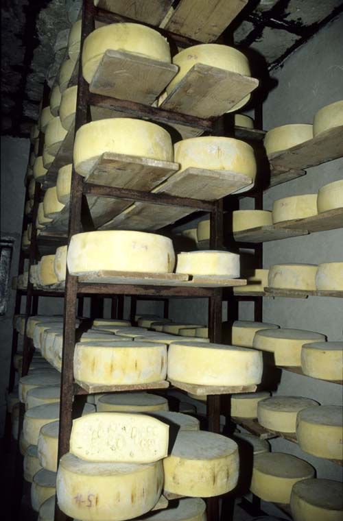 graviera cheeses