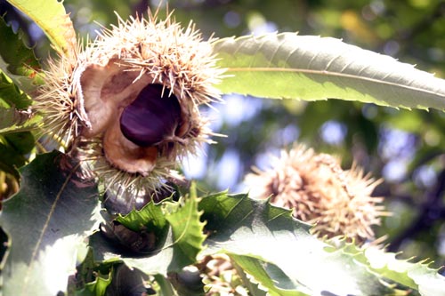 chestnut on tree