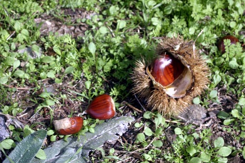 chestnuts on the ground