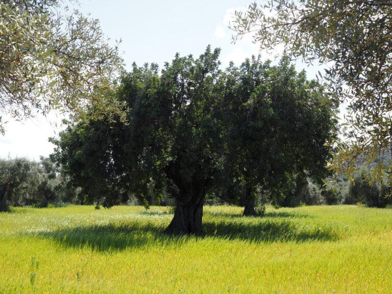 Der Olivenbaum, wunderbar und alt