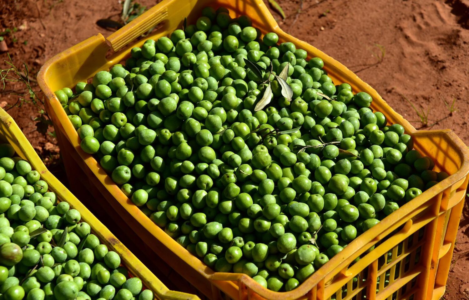 Olive Harvesting