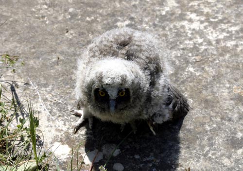 Cretan Owl, My Brilliant Little Baby