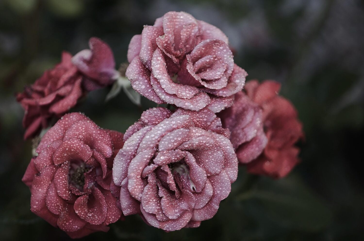 gouttes de pluie sur les roses